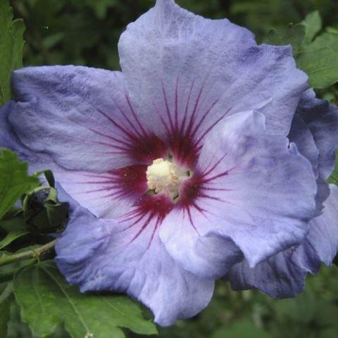 Hibiscus oiseau bleu