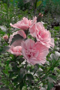 Hibiscus Pink Chiffon