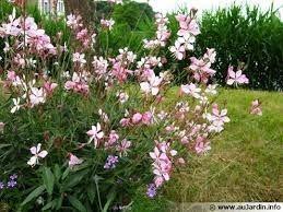 Gaura lindhemeri