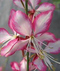 Gaura Rosylane