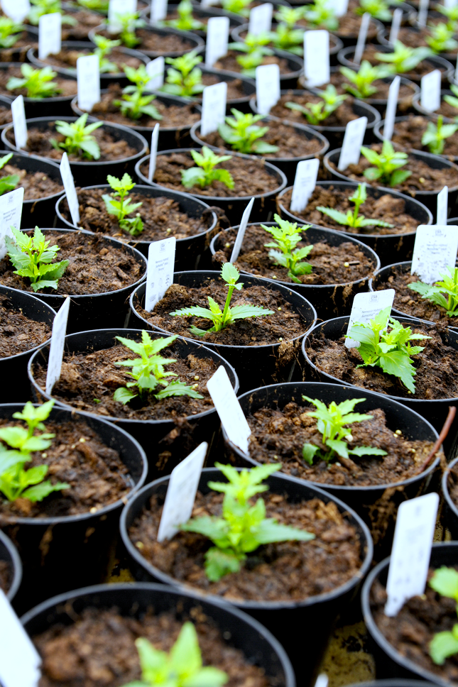 pépinière de plantes à Saint-Pierre-La-Noue