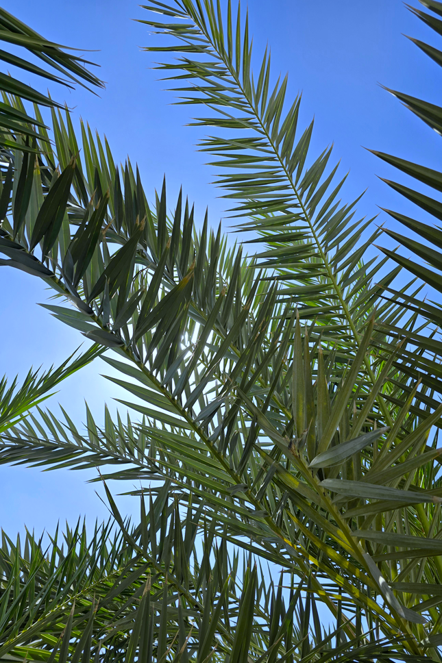 palmiers à Saint-Pierre-La-Noue